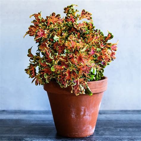 Coleus Colocha Sunset Seeds Baker Creek Heirloom Seeds