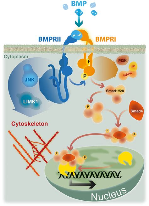 Frontiers Bone Morphogenetic Protein Signaling In Vertebrate Motor