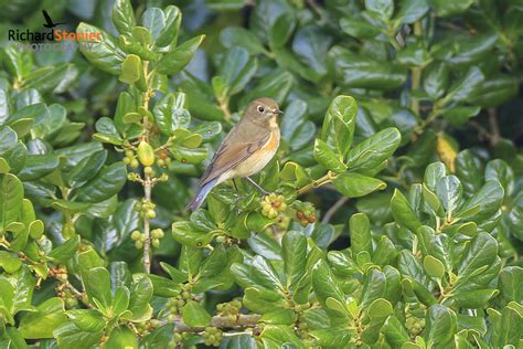 Red Flanked Bluetail - Birds Online | Website of photographer Richard ...