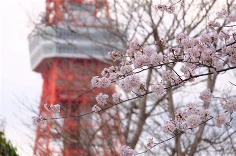 Tokyo Tower Cherry Blossom Viewing