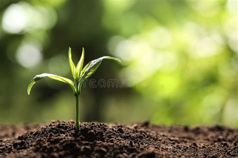 Pl Ntula En Suelo F Rtil En Fondo Borroso Tiempo Que Cultiva Un Huerto