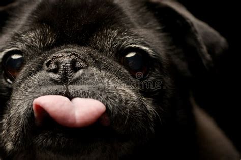 Portrait Of An Adorable Mops Or Pug Stock Image Image Of Isolated