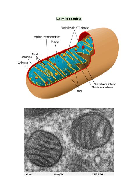 Mitocondria Partes Y Función Docsity