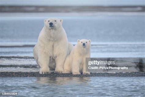 78 Big Bear Village Stock Photos, High-Res Pictures, and Images - Getty ...