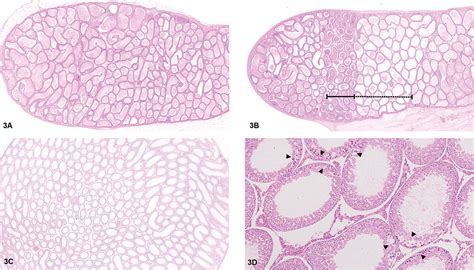 Selective Inhibition Of Pde4 In Wistar Rats Can Lead To Dilatation In