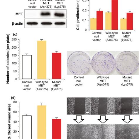 Tumor Growth And Met Signaling Of H1299 Lung Cancer Cells Retrovirally