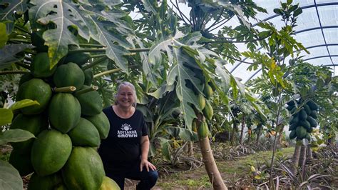 Commercially Grown Tropical Papaya Crop Bears Fruit For North Grower