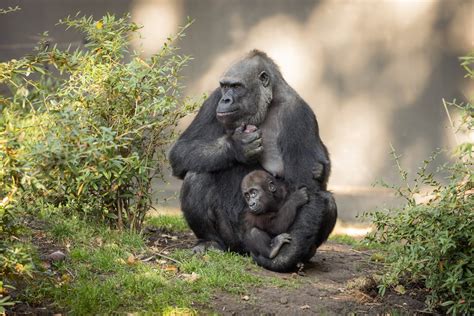 Black gorilla, Mother, children, baby animals, love HD wallpaper | Wallpaper Flare