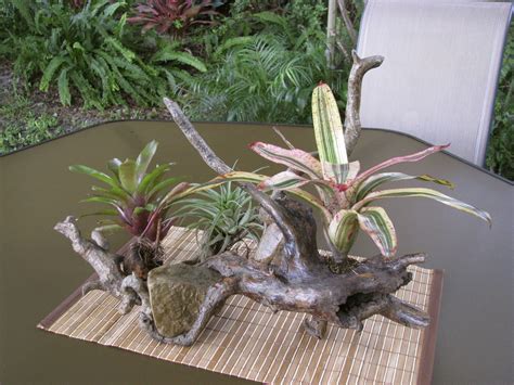 Driftwood Centerpiece With Easy Care Bromeliads And Air Plant