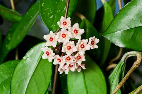 Hoya plants make beautiful, low-maintenance houseplants