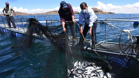 Puno productores de trucha de la región esperan vender más de 200