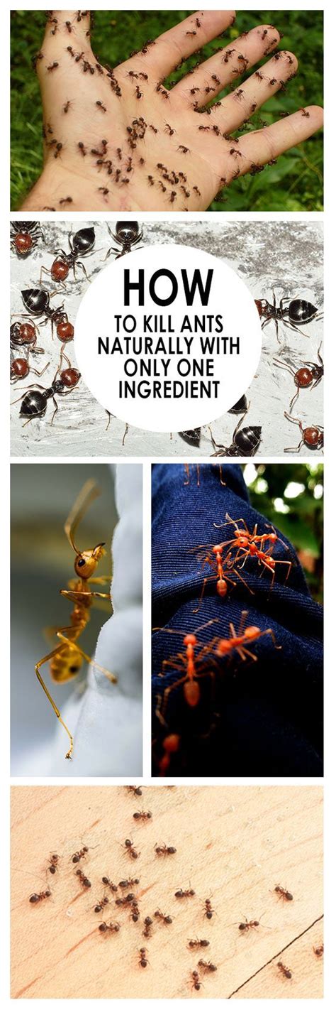 How To Get Rid Of Ants Organically Easy 123 Kill Ants Naturally Kill Ants Homemade