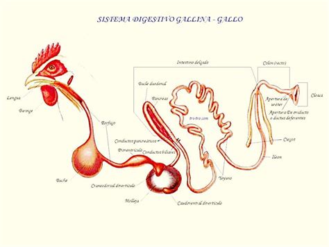 Me Podrian Ayudar Con Mi Tarea El Aparato Digestivo De La Gallina