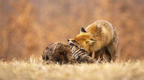 What Do Red Foxes Eat? A Surprising Variety – animalfoodplanet