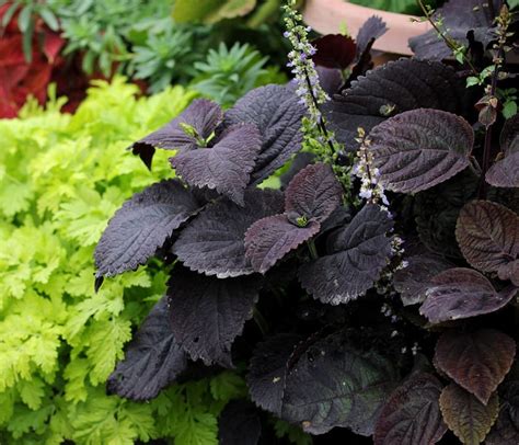 10 Palisandra Black Coleus Giant Exhibition Flower Seeds A121 Etsy