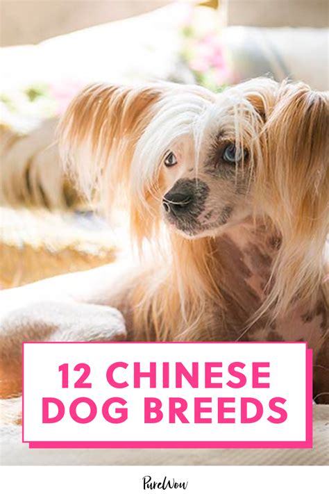 Chinese Dog Breeds