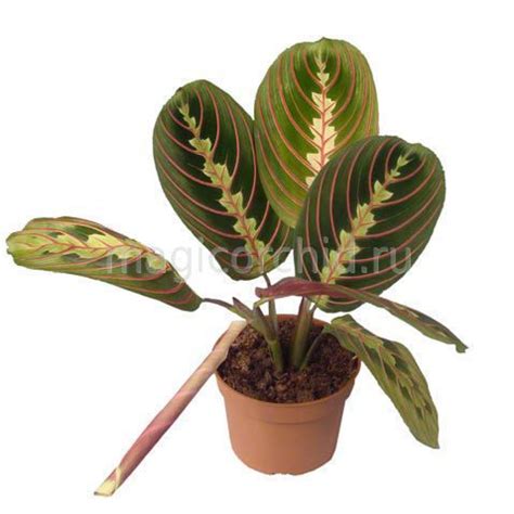 Маранта фасцинатор триколор, Maranta fascinator tricolor купить в ...