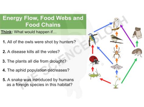 Energy Flow, Food Webs and Food Chains | Teaching Resources