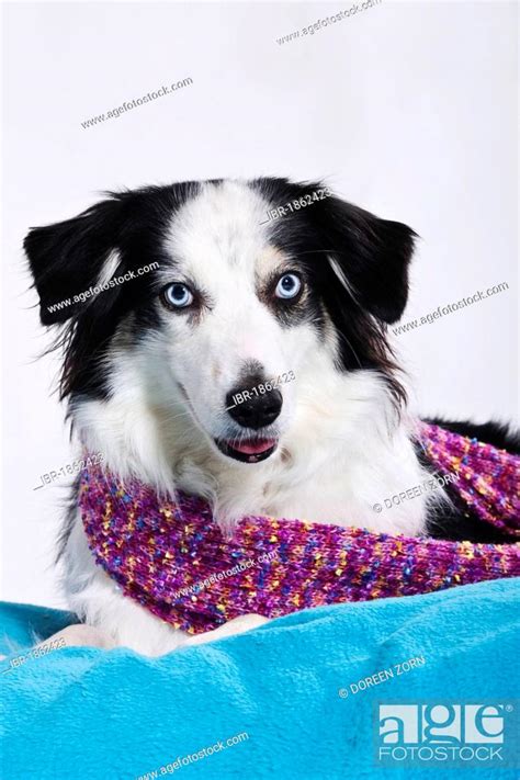 Australian Shepherd with blue eyes, portrait, Stock Photo, Picture And ...