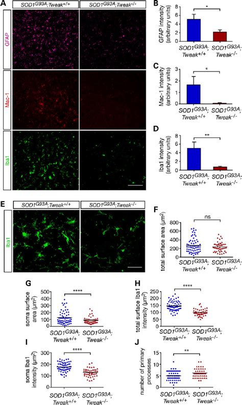 Genetic Ablation Of Tweak Decreases Astrocytosis And Microgliosis In