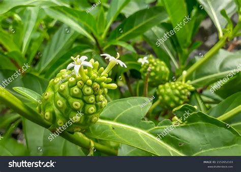 84 Noni Plantation Images, Stock Photos & Vectors | Shutterstock