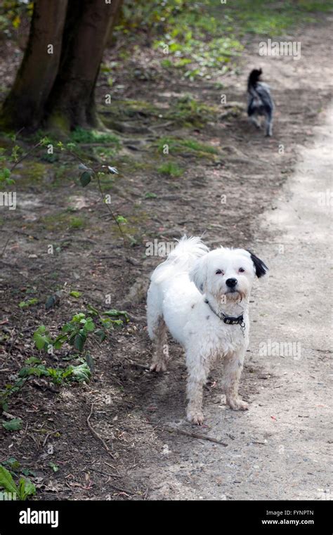 White Havanese Dog Hi Res Stock Photography And Images Alamy