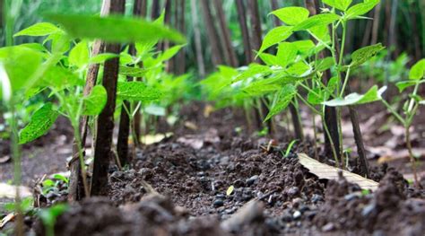 Cowpeas: How To Grow and Care for Black-Eyed Pea Plants