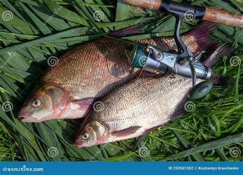 Two Big Freshwater Common Bream Fish And Fishing Rod With Reel On Green