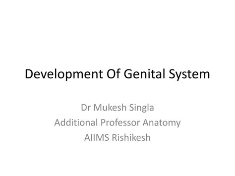 Ppt Development Of Genital System Powerpoint Presentation Free