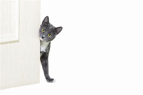 Un Peque O Gato Gris Se Asoma Por Detr S De La Puerta Aislado Sobre