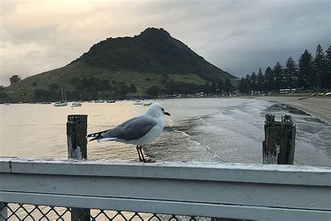 Sunlive Heavy Rain Forecast For Today The Bays News First