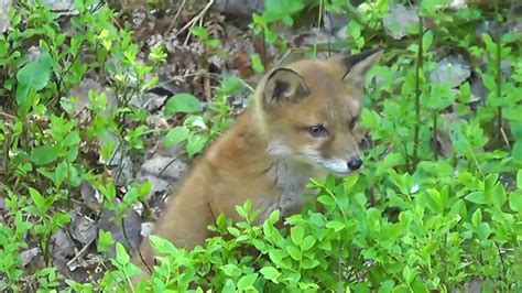 Cute Curious Young Red Fox Youtube