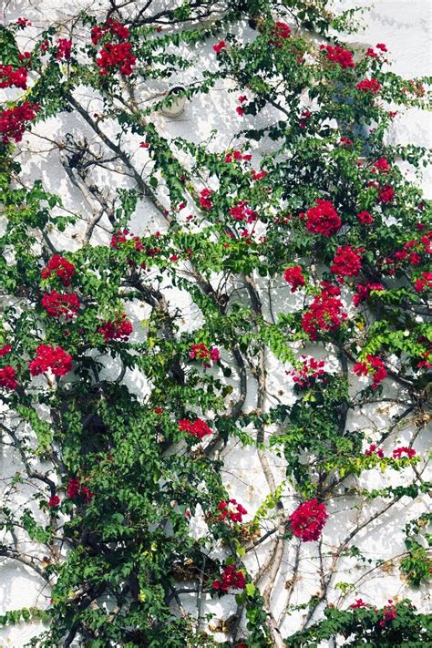 262 White Bougainvillea Creeper Vine Plant Stock Photos Free