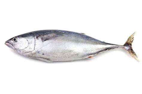 Skipjack Tuna - Facts and Beyond | Biology Dictionary