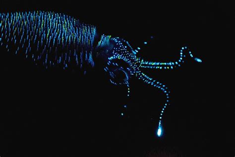 Beautiful Bioluminescent Creatures Light Up The Deep Ocean Deep Sea