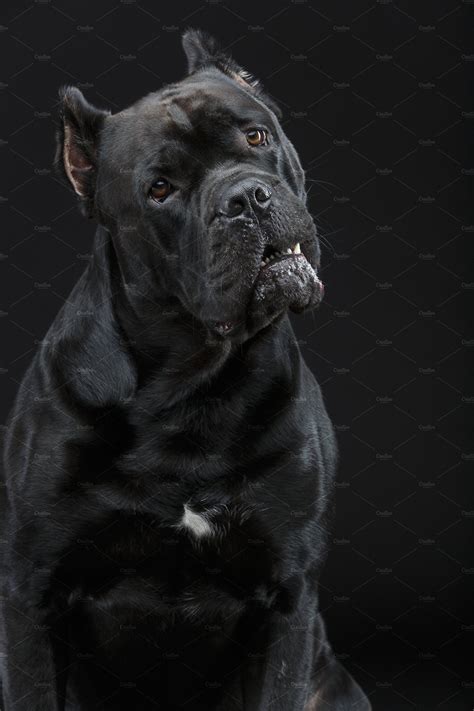 Beautiful Cane Corso Dog Stock Photo Containing Beautiful And Pet