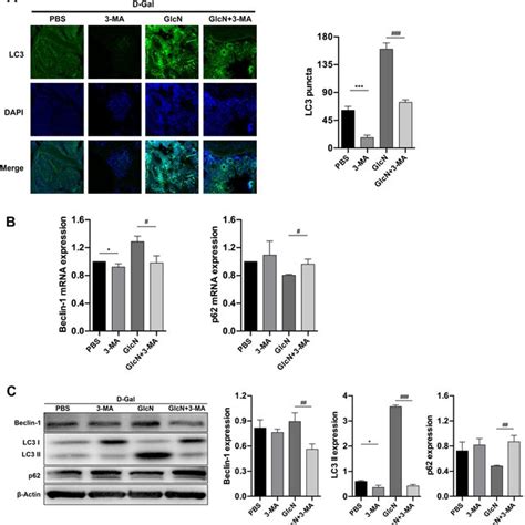 Ma Inhibits The Autophagic Activation Of Glcn A Representative Lc