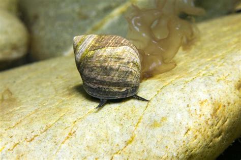 The Common Periwinkle Profile