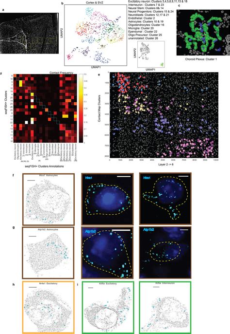 Additional Analysis Of Cortex And Subcellular Localization Patterns In