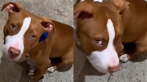 Gato Invade Casa E Pit Bull Toma Atitude Que Choca Tutora Assista