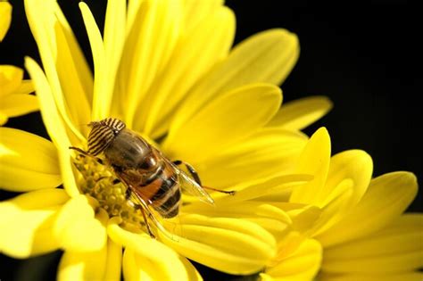 Premium Photo Close Up Of Bee On Yellow Flower