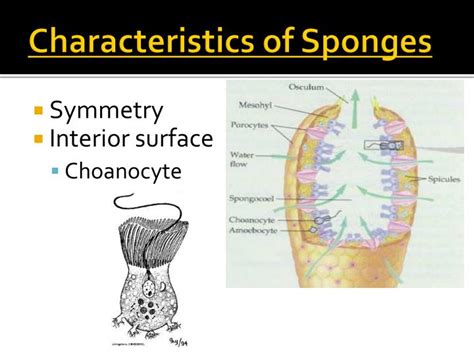 Ppt Sponges And Cnidarians Powerpoint Presentation Id2017508