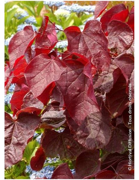 Cercis Canadensis Red Force® Gainier Du Canada