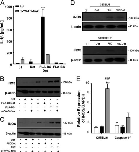 Caspase Is Required For Cytosolic Flagellin Induced Inos Expression