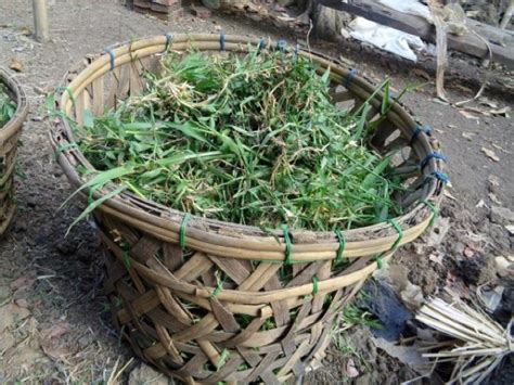 Cara Membuat Keranjang Dari Bambu Brain