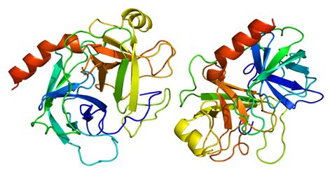 World Of Biochemistry Blog About Biochemistry Trypsin