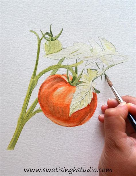 Tomato Watercolor at PaintingValley.com | Explore collection of Tomato Watercolor