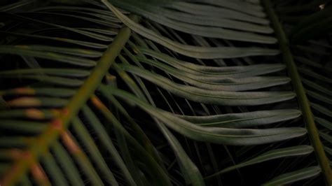 Palm Leaves Branches Plant Green Dark K Hd Wallpaper