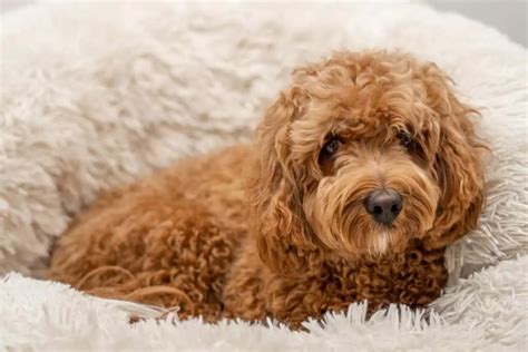 Best Cavapoo Rescues In The Uk 2024 Oodle Life