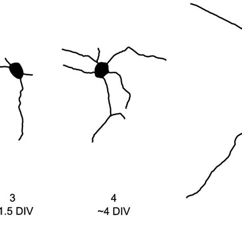 Rat Hippocampal Neuron Morphogenesis Occurs In Five Stages Dotti